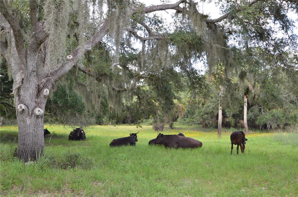 0 Southeast Highway 31 Arcadia, FL 34266 - Photo 29 of 45 a view of backyard with large trees and plants