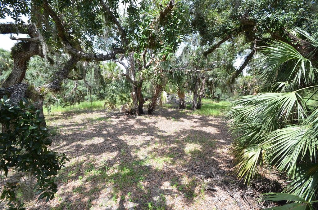 0 Southeast Highway 31 Arcadia, FL 34266 - Photo 35 of 45 a view of tree