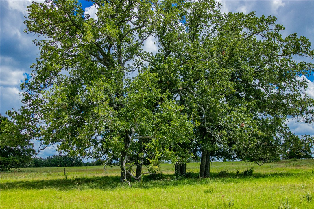 26 Legacy Road Somerville, TX 77879 - Photo 9 of 25 a view of yard with swimming pool and green space