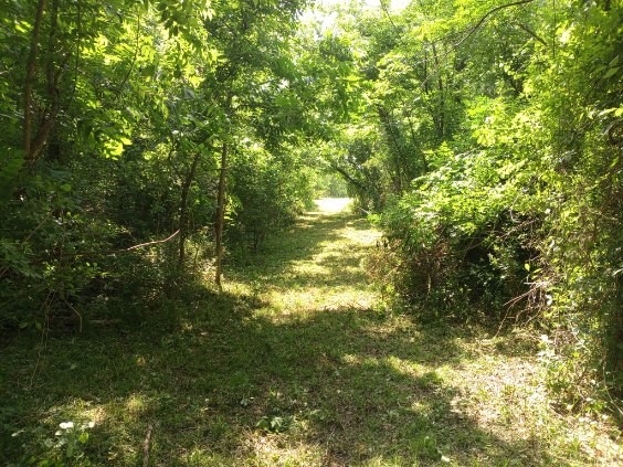3979 Felder Road Washington, TX 77880 - Photo 2 of 14 a view of a tree in a yard