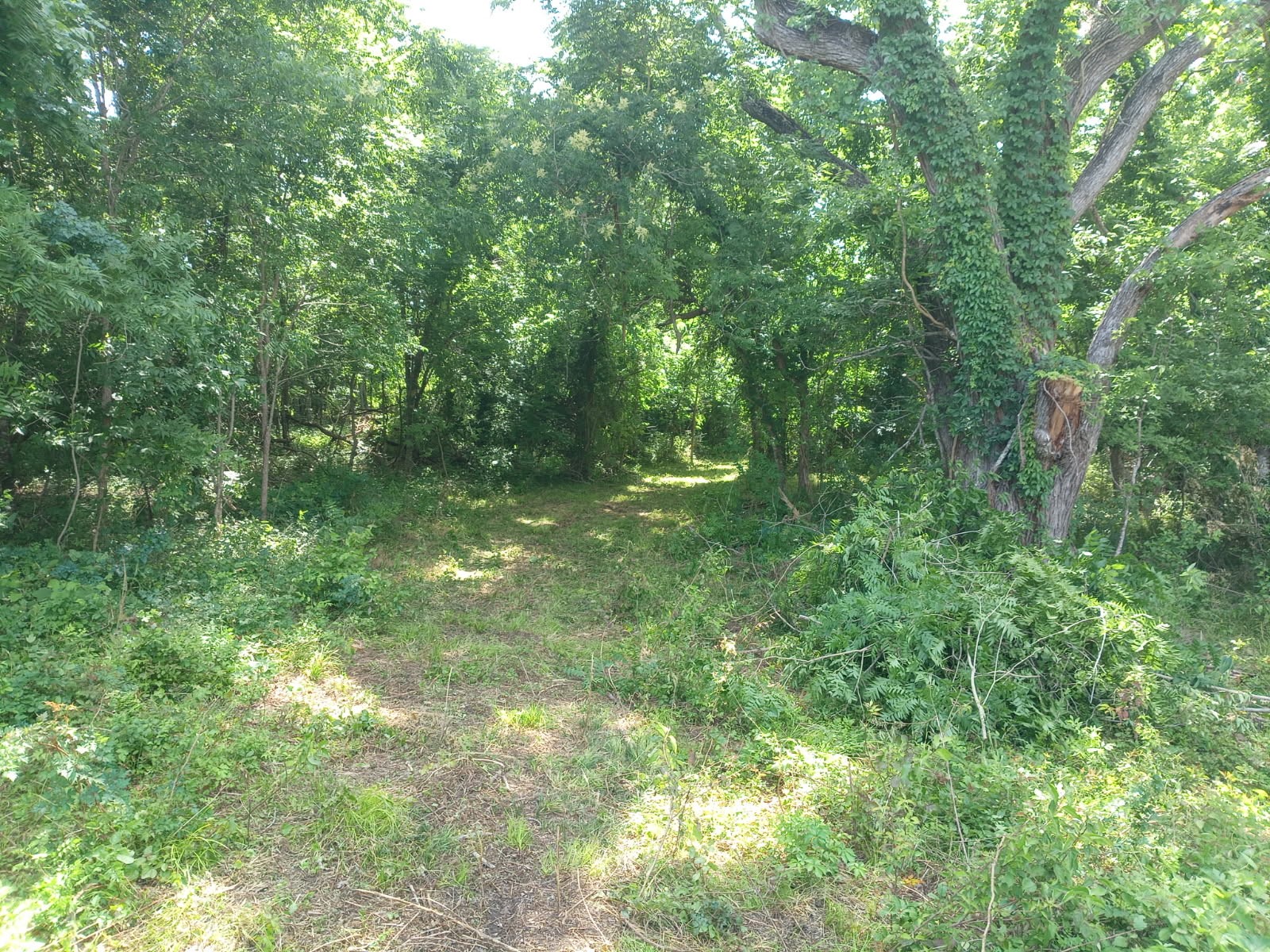3979 Felder Road Washington, TX 77880 - Photo 3 of 14 a view of a lush green forest