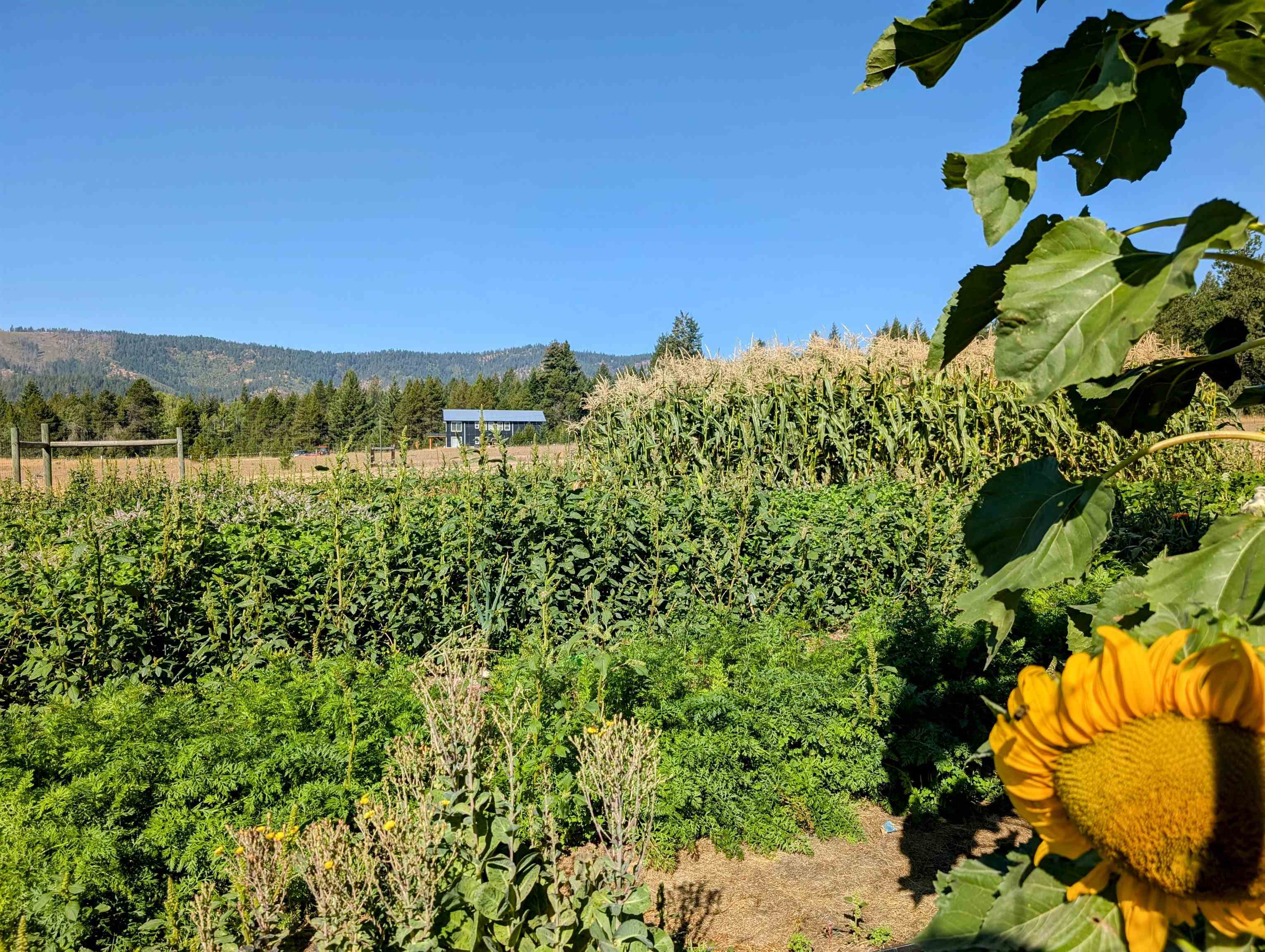 4738 Price Road Clayton, WA 99110 - Photo 37 of 50