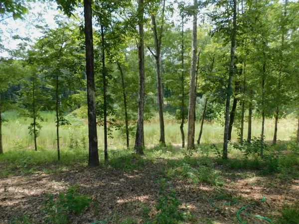 a view of outdoor space with lots of trees