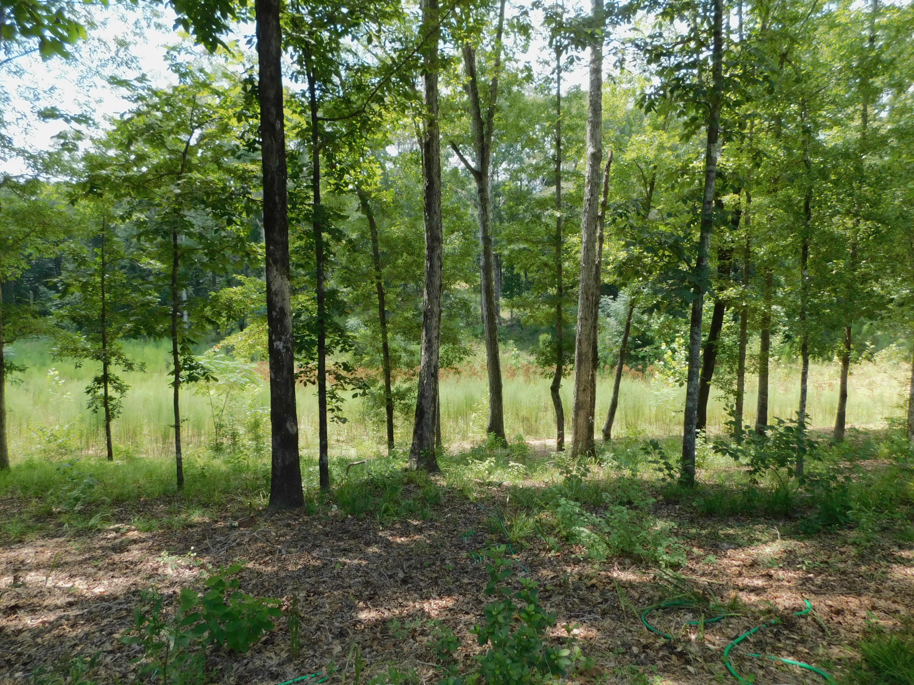 25278 Hidden Forest Lane Andalusia, AL 36421 - Photo 9 of 35 a view of outdoor space with lots of trees