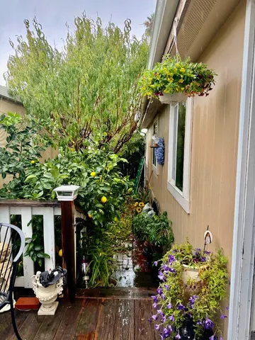 a plant sitting in front of a house with potted plants