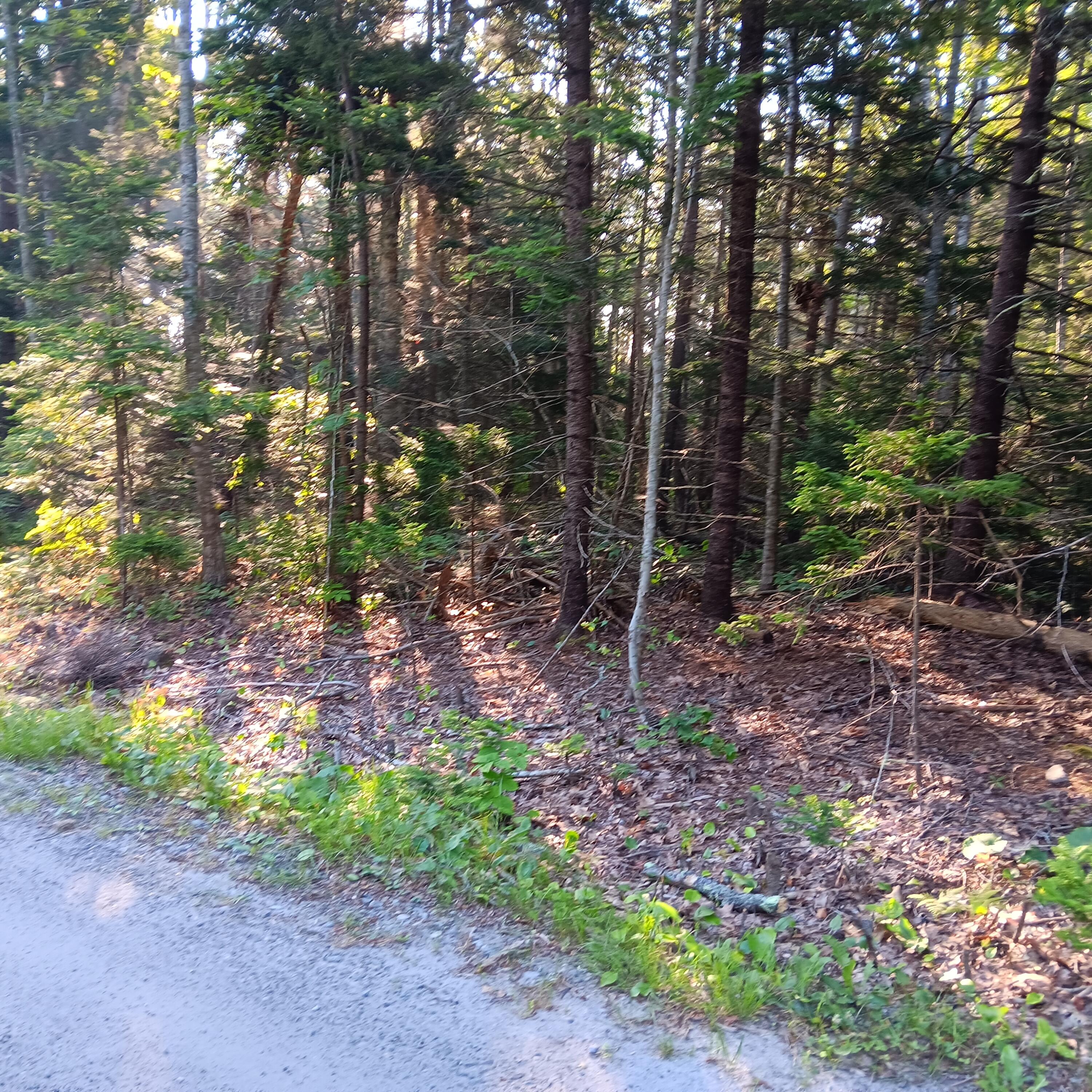 1 B Old Mill Road New Harbor, ME 04554 - Photo 6 of 10 20250726_072554