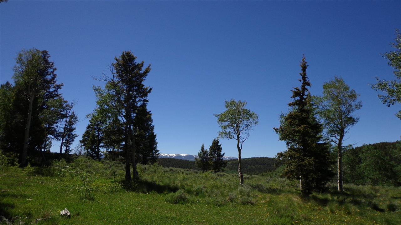 4802 Armitage Springs Road Powderhorn, CO 81243 - Photo 26 of 41 Gallery Image 26