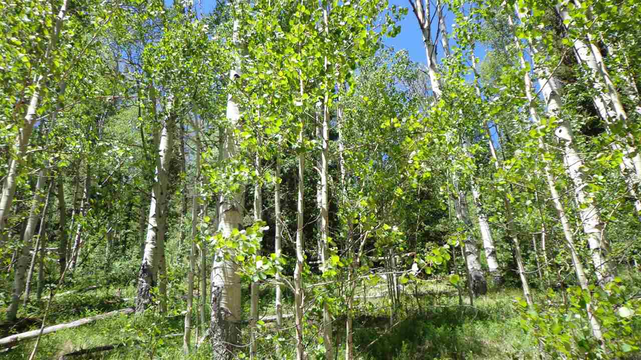 4802 Armitage Springs Road Powderhorn, CO 81243 - Photo 32 of 41 Gallery Image 32