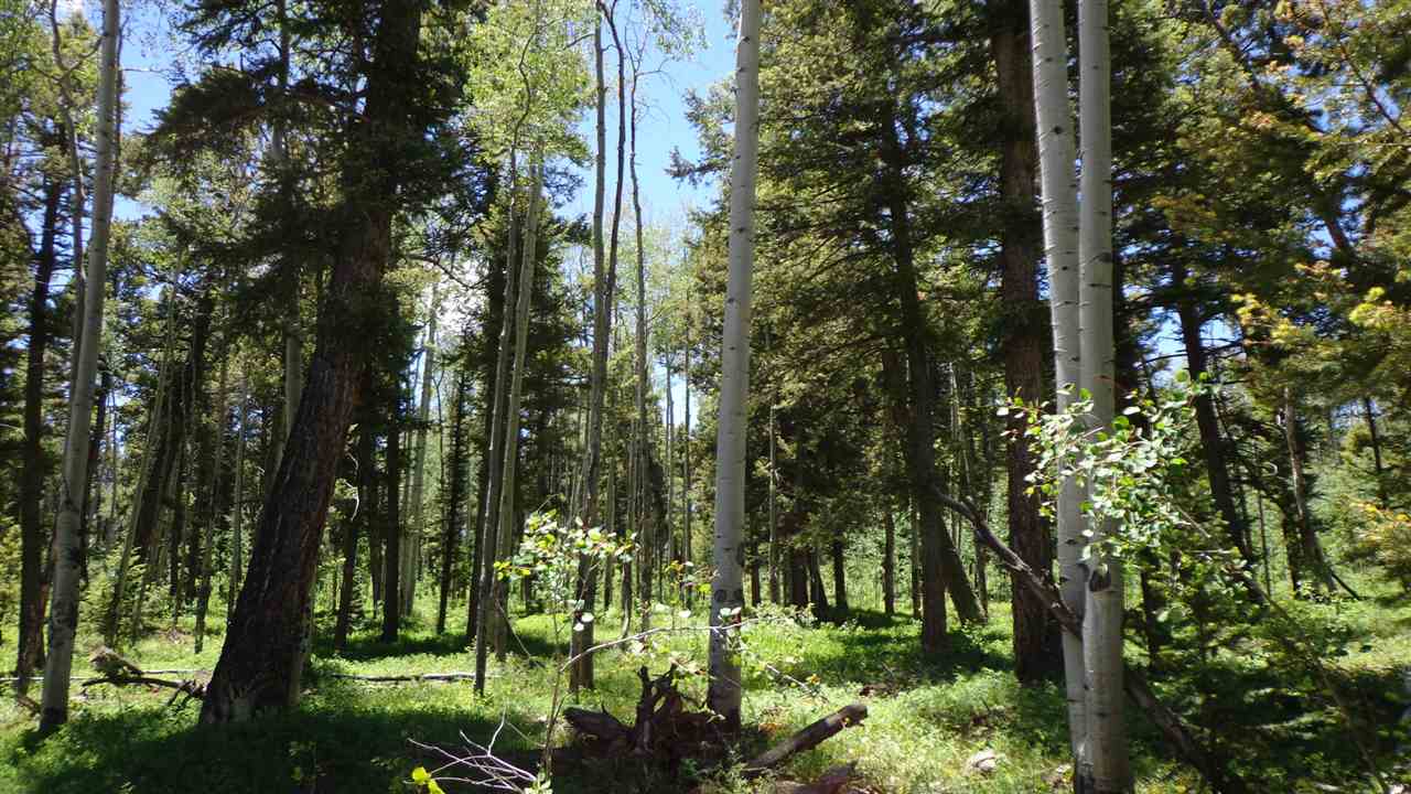 4802 Armitage Springs Road Powderhorn, CO 81243 - Photo 35 of 41 Gallery Image 35