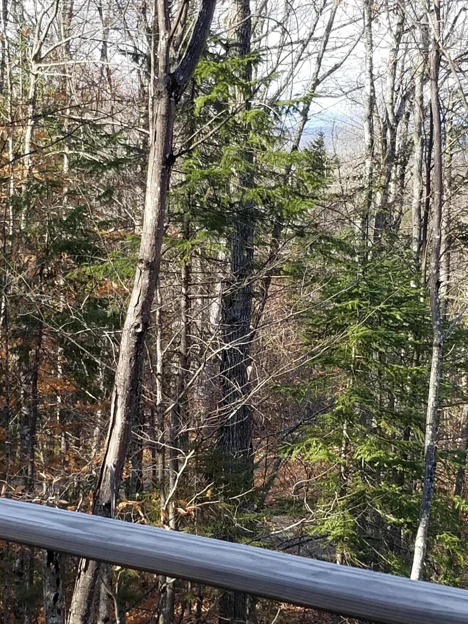 37 Mountain Road Stratton, ME 04982 - Photo 14 of 17 view from deck