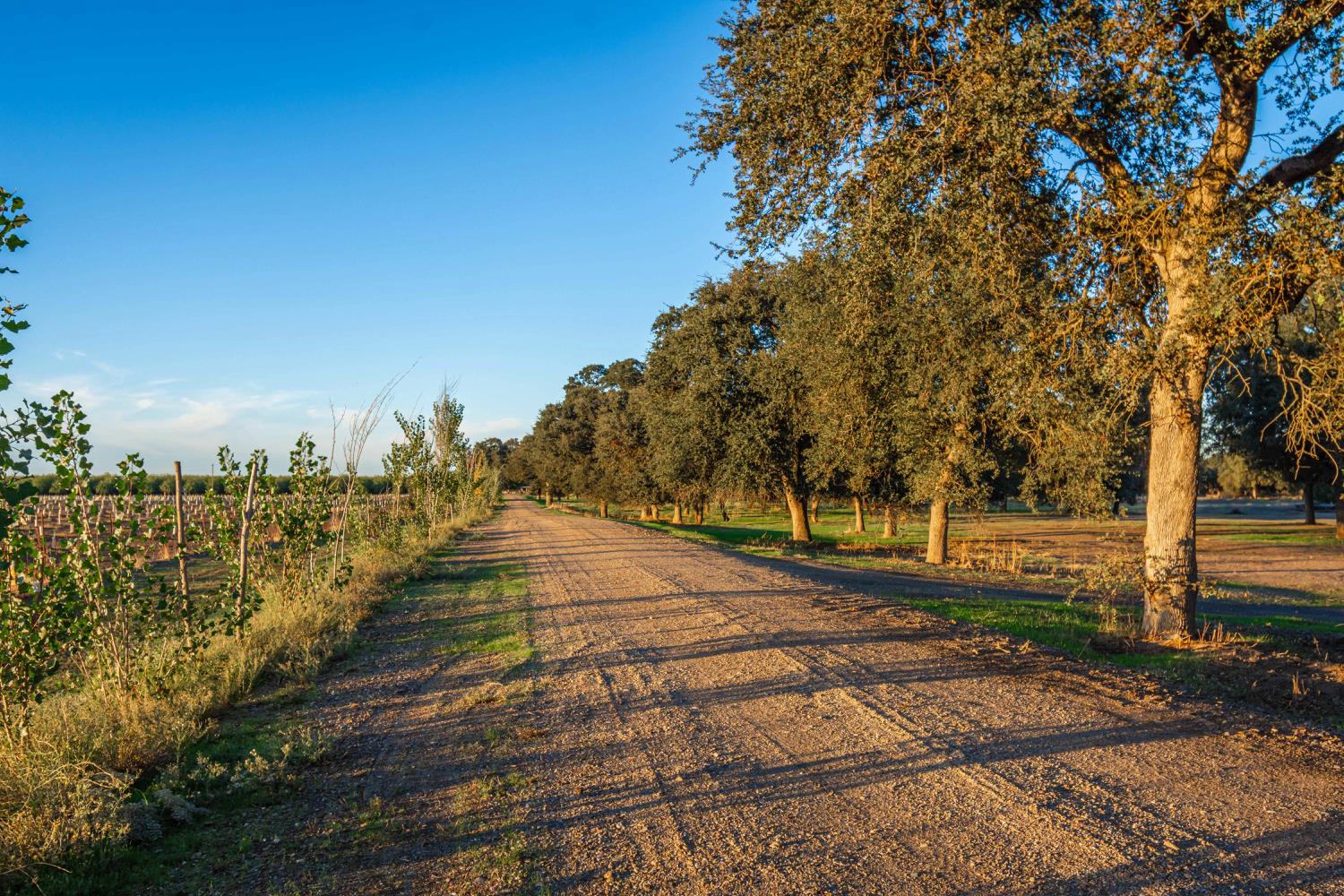 664 Perkins Road Arbuckle, CA 95912 - Photo 68 of 91 a view of a yard