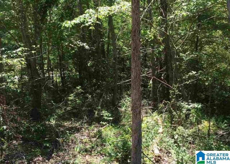 Whites Gap Road, Unit 18 96 Jacksonville, AL 36265 - Photo 4 of 5