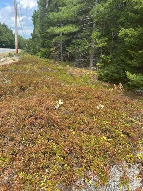 0 Route 1 Route Gouldsboro, ME 04607 - Photo 3 of 12