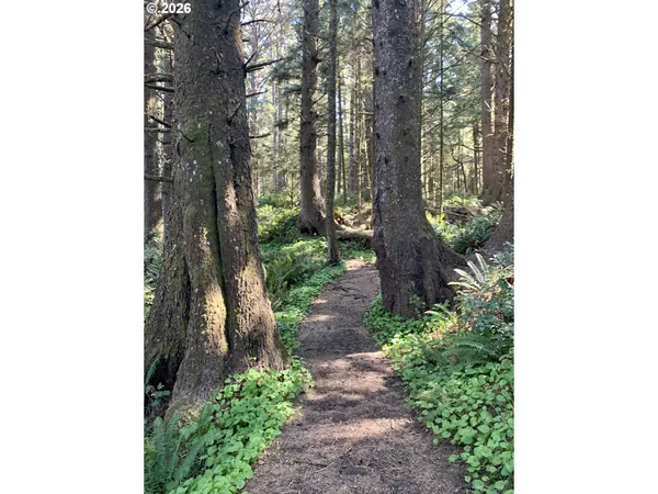 a picture of trees