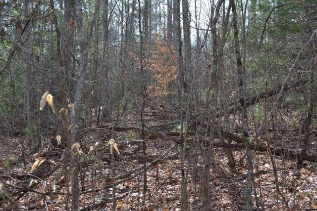 204 Brush Road Lewisburg, WV 24901 - Photo 40 of 60 Gallery Image 40