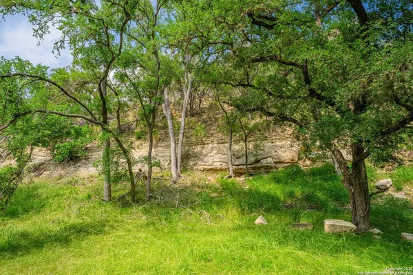 a view of a park with a tree