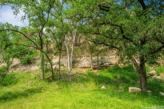 a view of a park with a tree