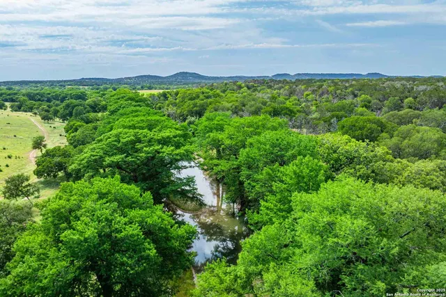 a view of a big yard with plants and large tree