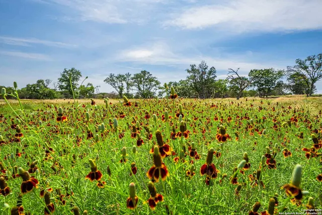 a view of a yard with large trees