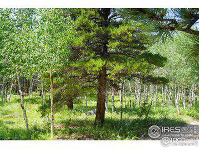 a view of a lush green forest