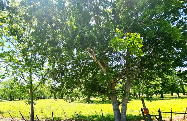 $230,000 | 0 Cr 153 Boling Tx 77420, Boling, TX 77420