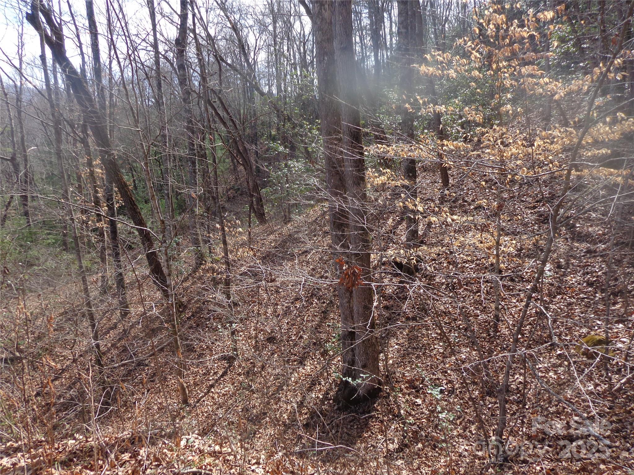 197 Plainview Ridge Sylva, NC 28779 - Photo 7 of 8 a view of a yard with a tree