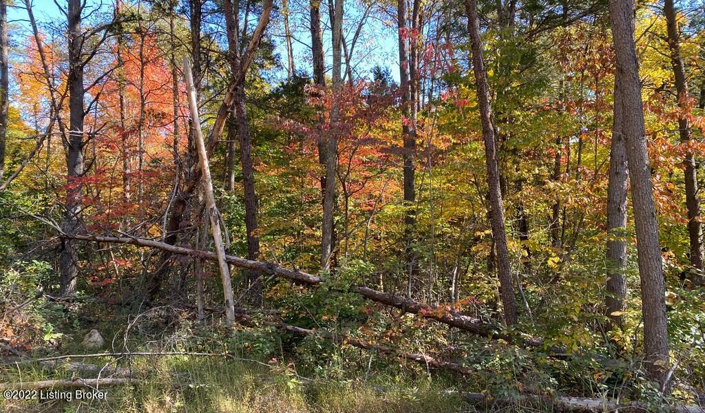 L60 Ted Logsdon Road Clarkson, KY 42726 - Photo 5 of 6 River View Fall5