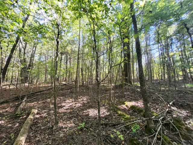 a view of a forest with trees