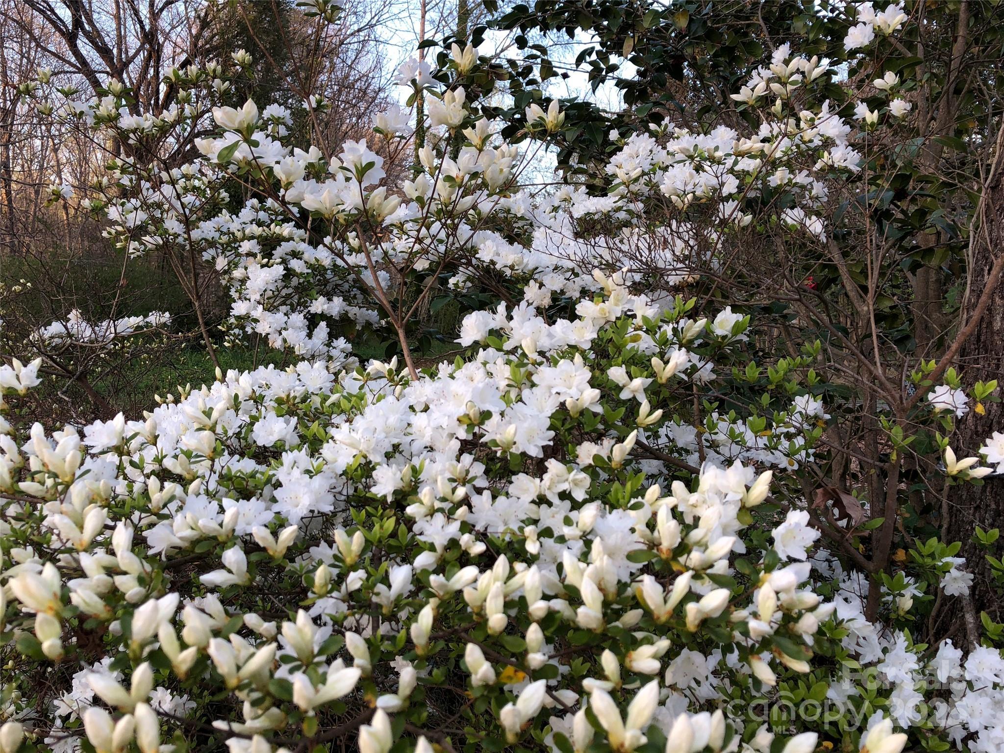 91 Ford Ridge Lane Columbus, NC 28722 - Photo 12 of 18 a view of a tree