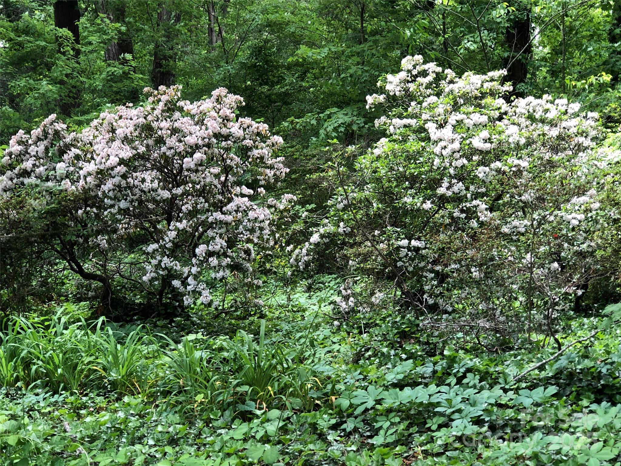 91 Ford Ridge Lane Columbus, NC 28722 - Photo 13 of 18 a view of a tree
