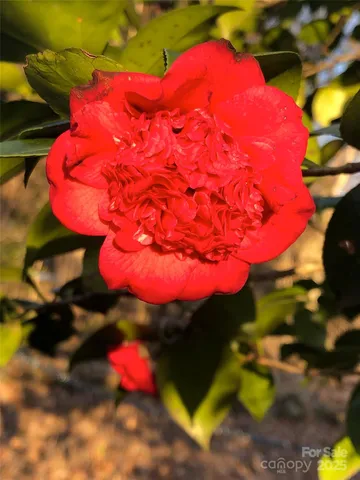 a view of backyard with large trees