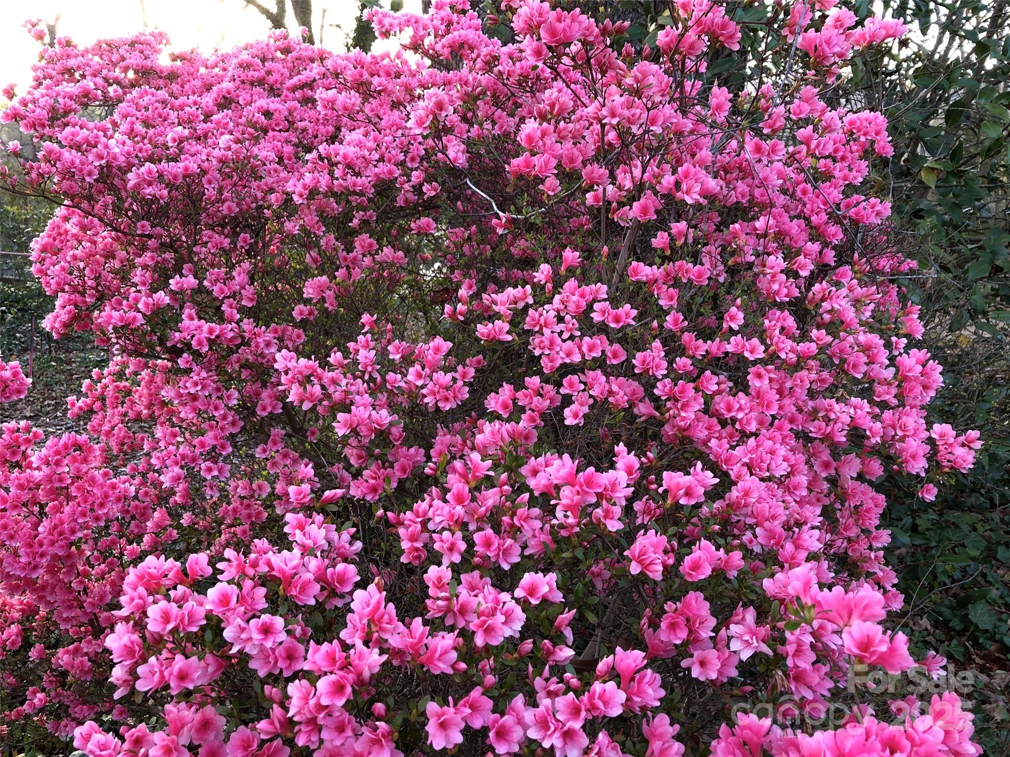 91 Ford Ridge Lane Columbus, NC 28722 - Photo 15 of 18 a view of a flower