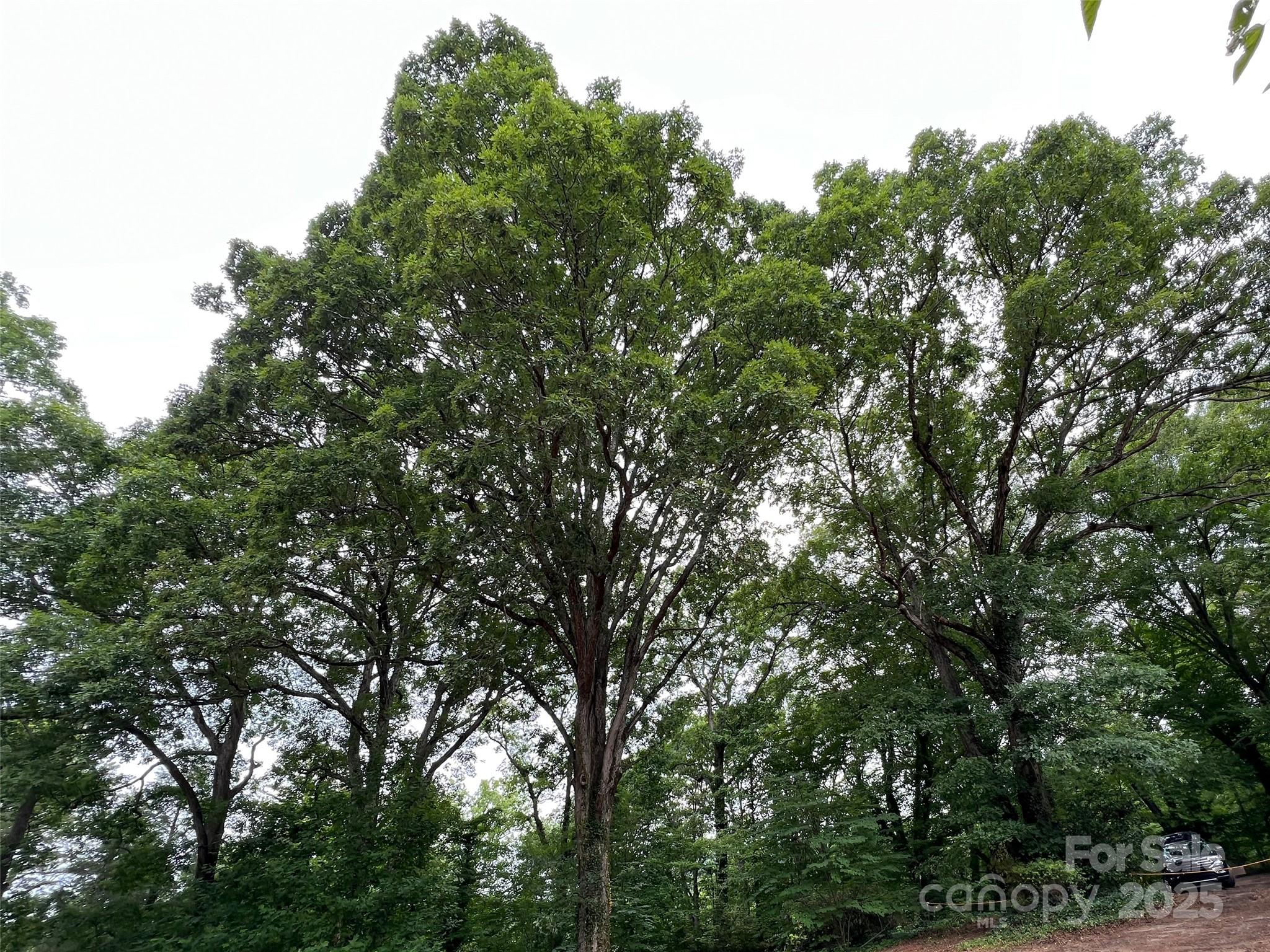 91 Ford Ridge Lane Columbus, NC 28722 - Photo 16 of 18 a view of a tree
