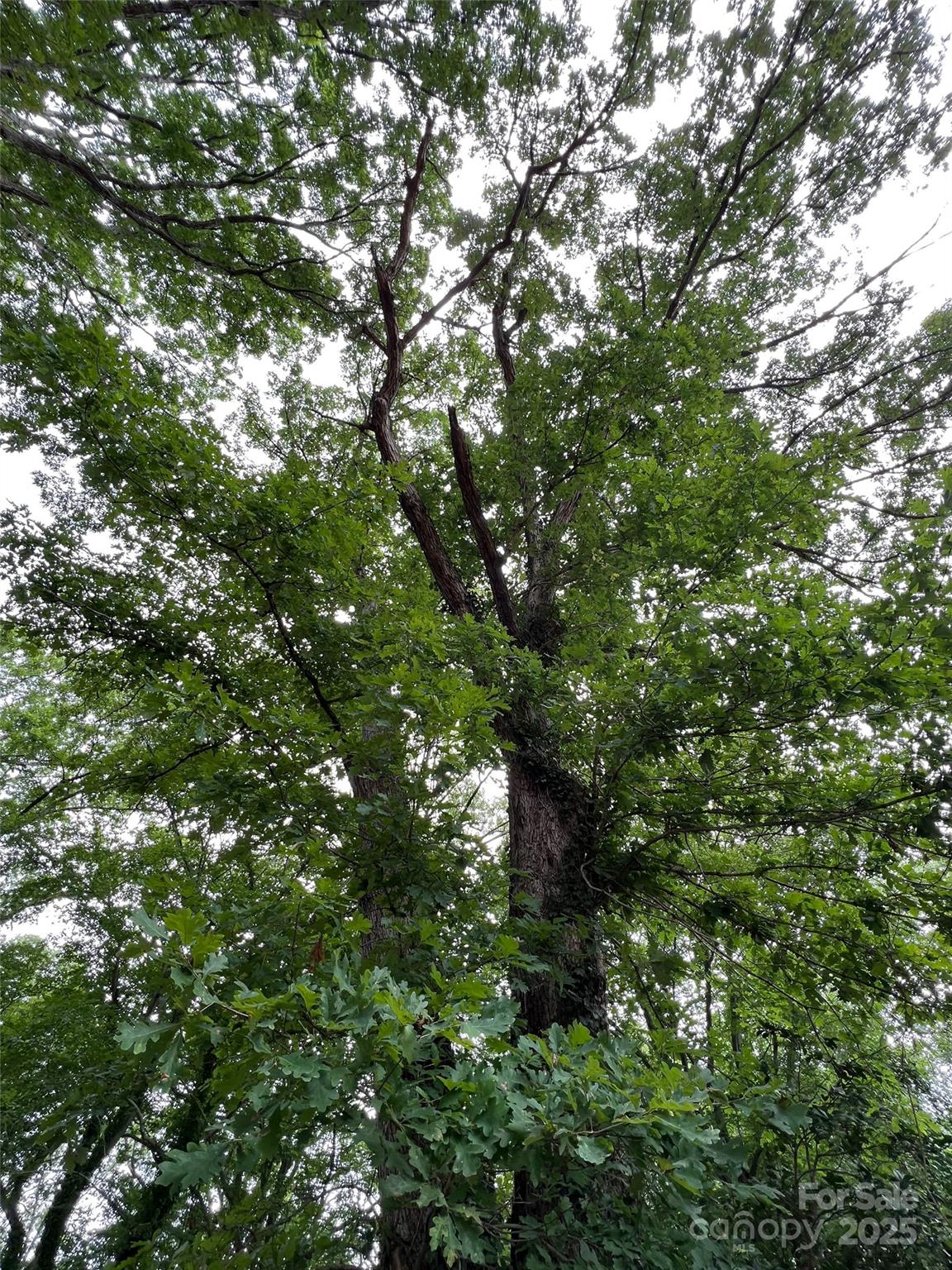 91 Ford Ridge Lane Columbus, NC 28722 - Photo 8 of 18 a view of a tree