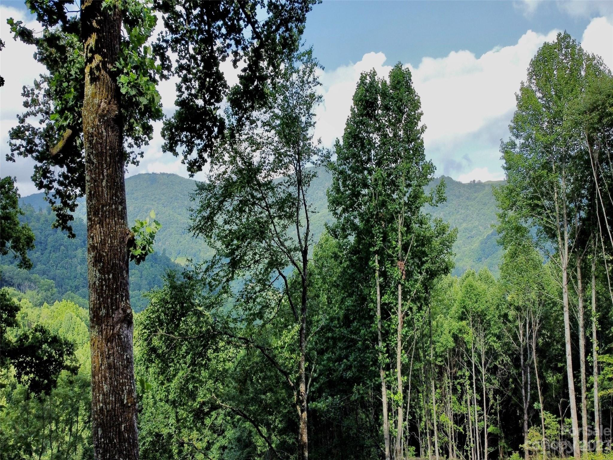 a view of lake with lots of trees