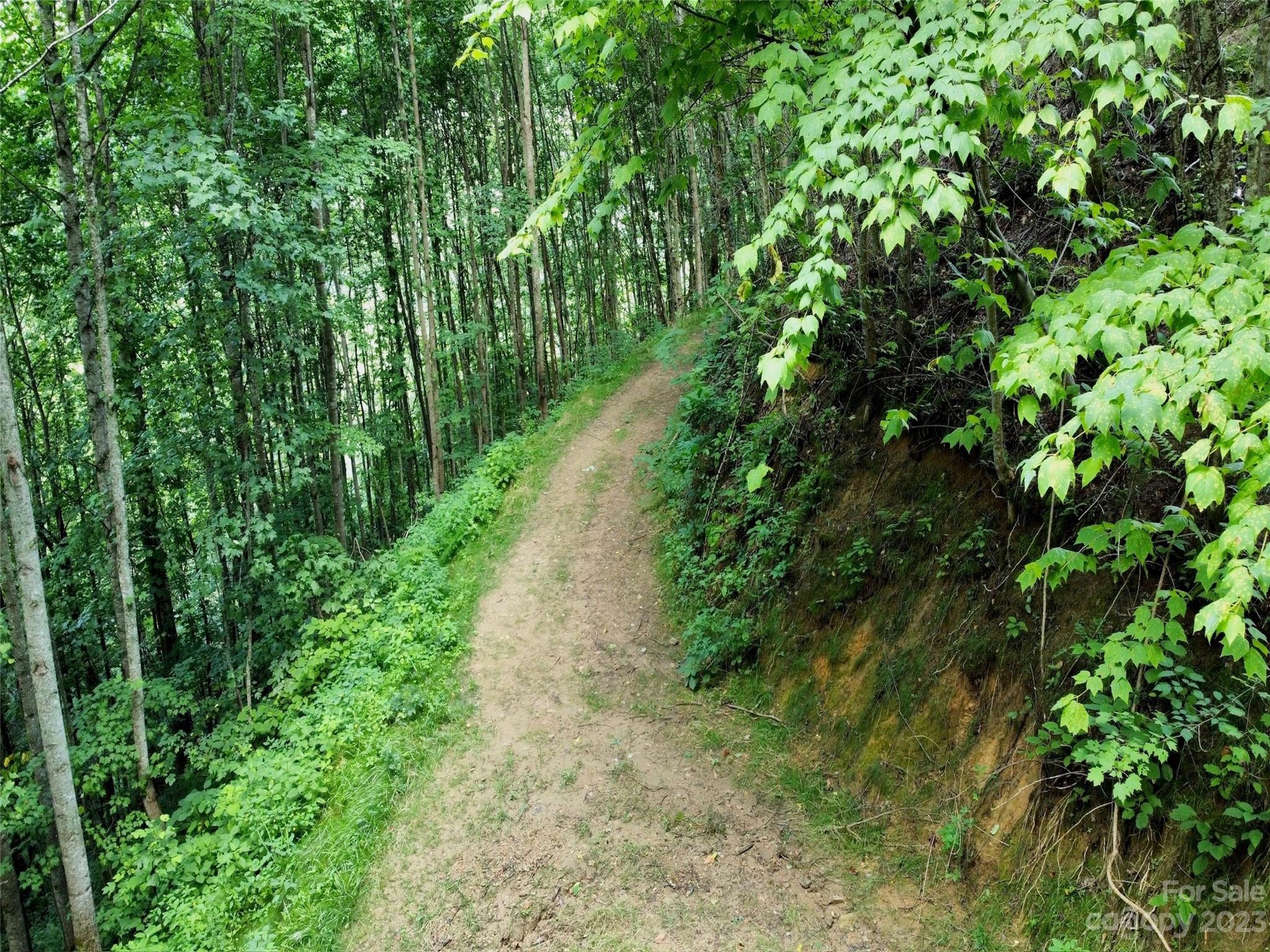 0 Short Ridge Lane Clyde, NC 28721 - Photo 5 of 11 a view of a garden with plants