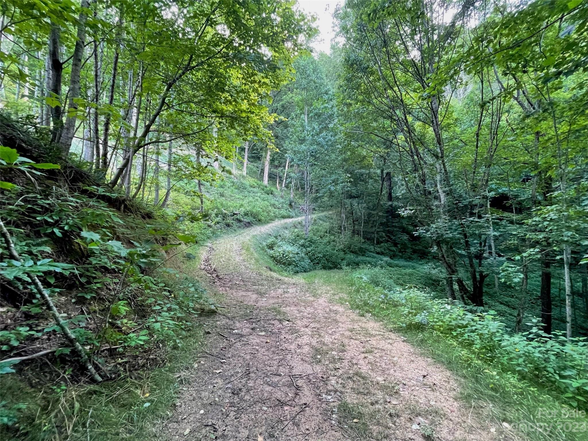 0 Short Ridge Lane Clyde, NC 28721 - Photo 8 of 11 a big yard with lots of green space and deers