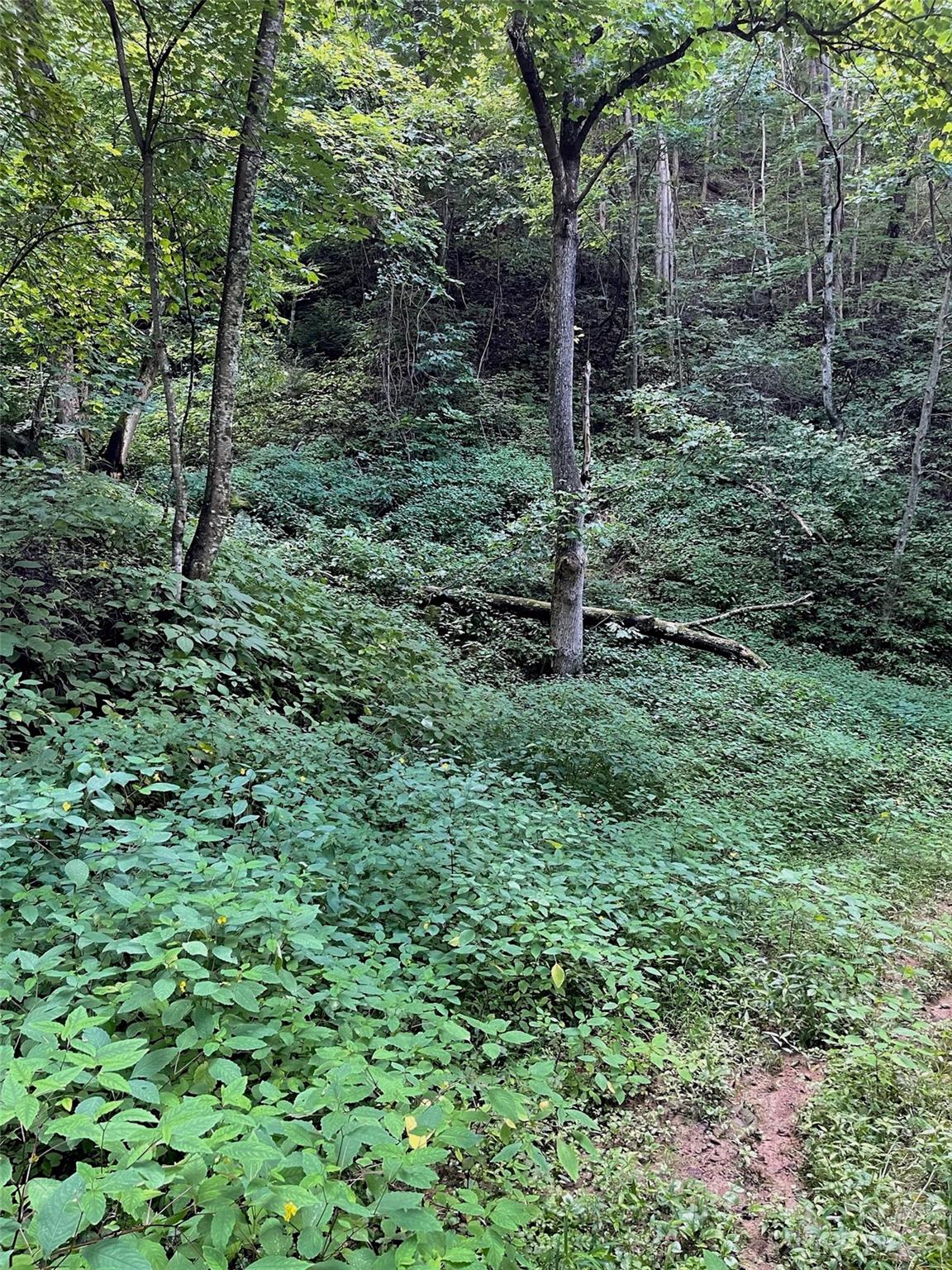 0 Short Ridge Lane Clyde, NC 28721 - Photo 9 of 11 a view of a lush green forest