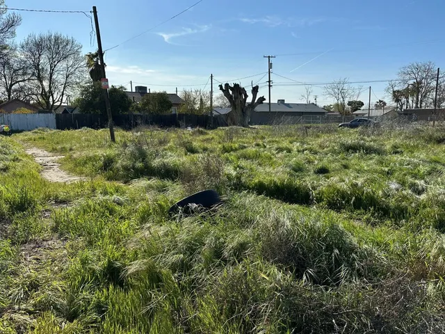 a view of a field with plants and trees