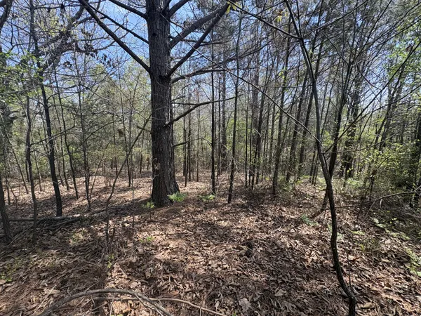a big yard with lots of green space