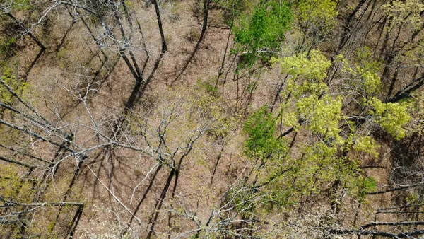 a view of a yard with a tree