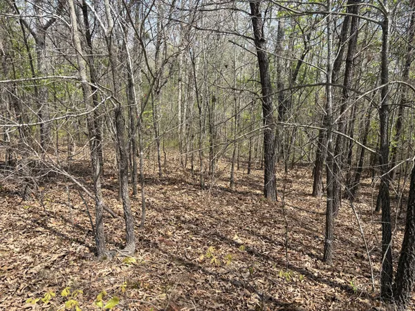 a view of covered with green space