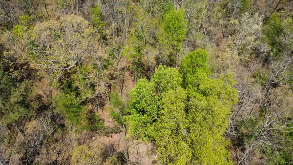 a view of a lush green forest with large trees