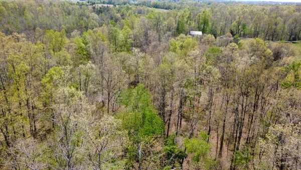 a view of a forest with a tree