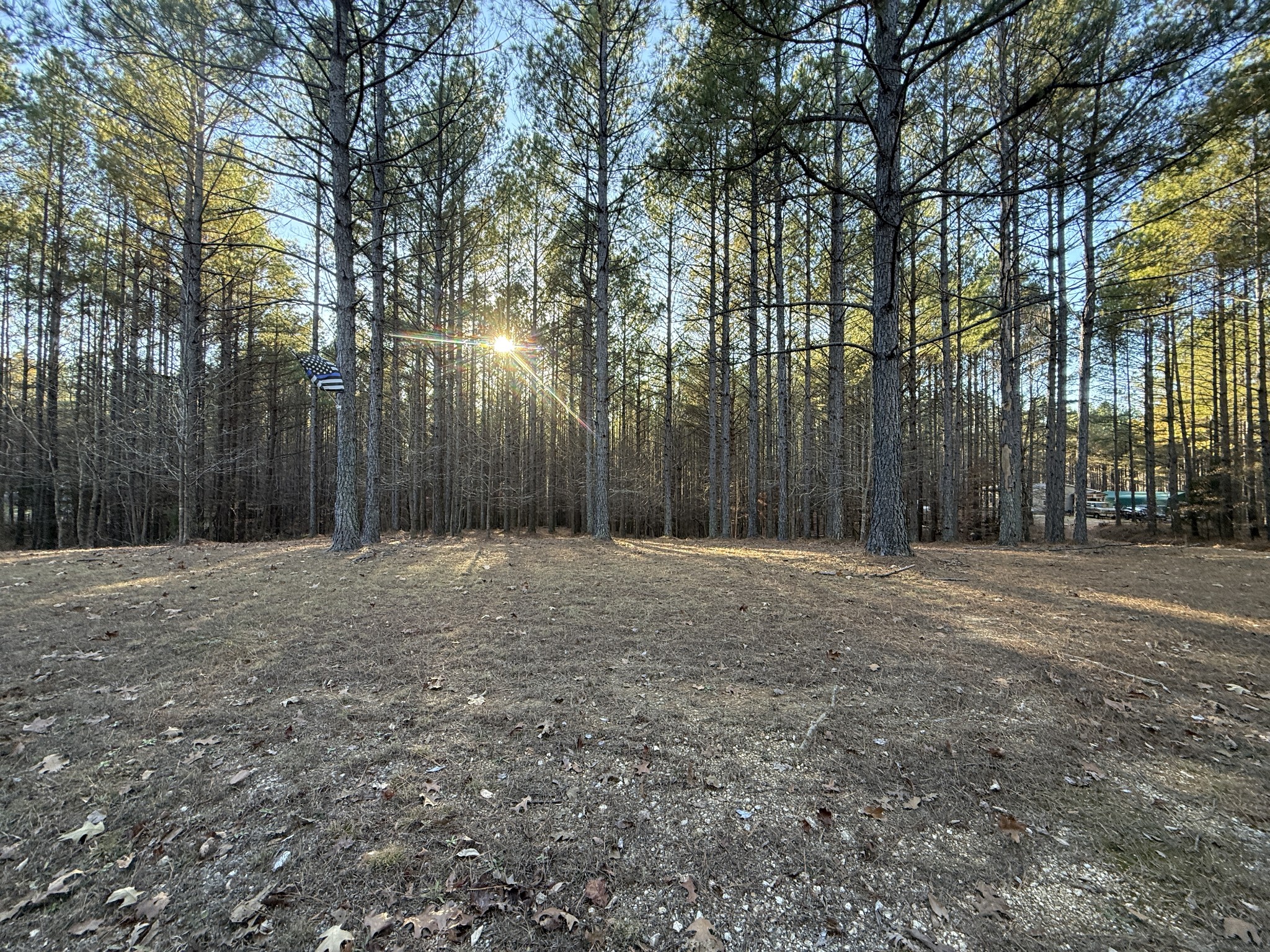 1239 Bald Knob Road Holladay, TN 38341 - Photo 4 of 25 a view of a backyard with large trees