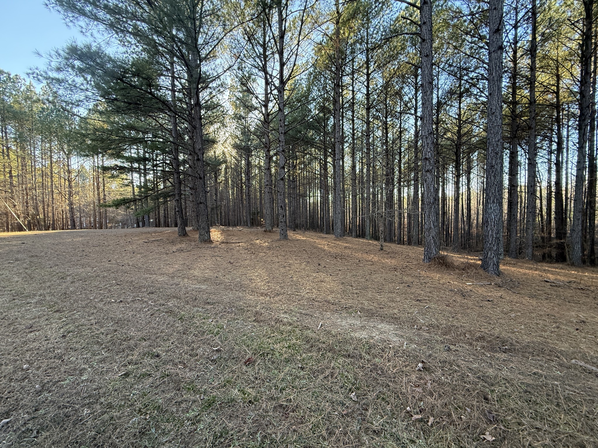 1239 Bald Knob Road Holladay, TN 38341 - Photo 6 of 25 a view of a field with trees in front of it