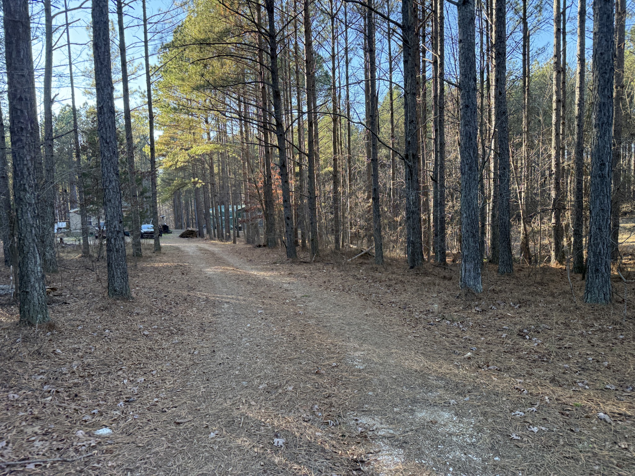 1239 Bald Knob Road Holladay, TN 38341 - Photo 8 of 25 a view of a forest with large trees