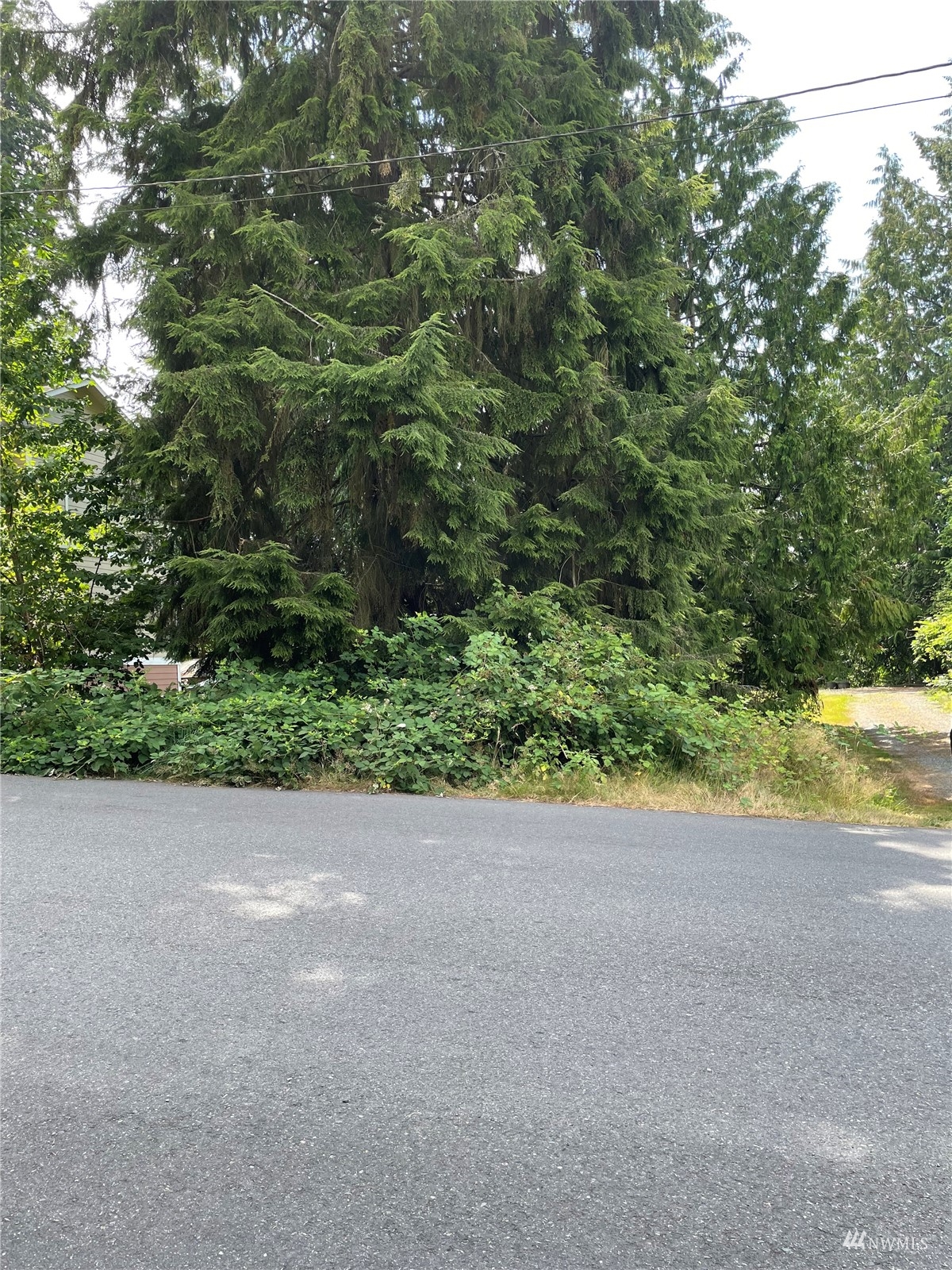 12303 Rainbow Road Arlington, WA 98223 - Photo 1 of 1 a view of a yard with plants and a tree