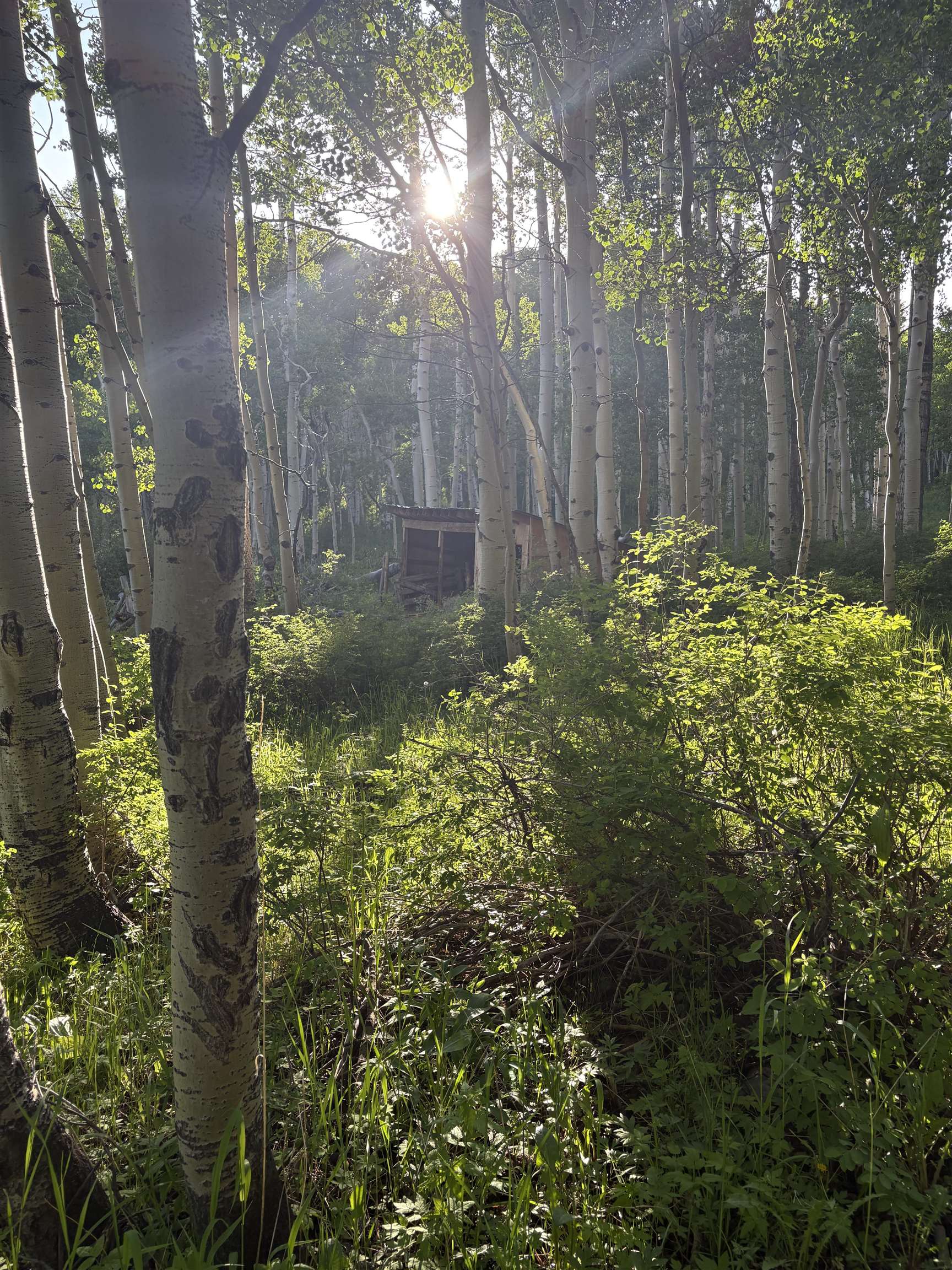 37081 Roatcap Road Paonia, CO 81428 - Photo 5 of 19
