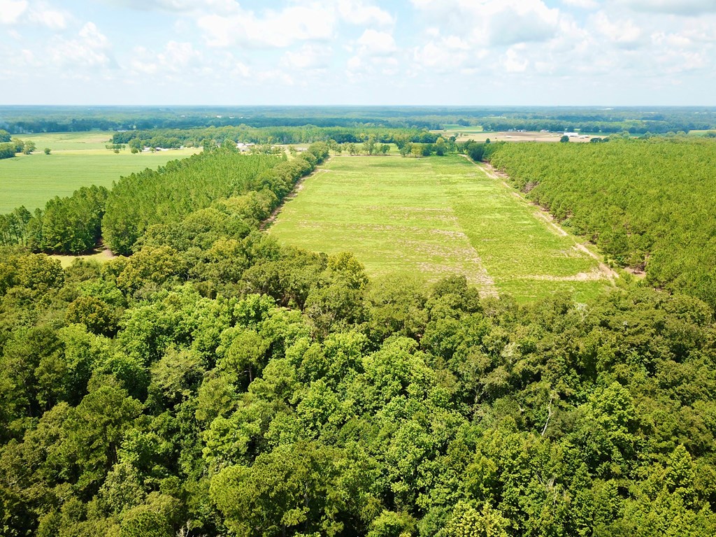 19-acres Summer Road Slocomb, AL 36375 - Photo 10 of 22